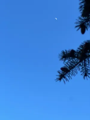 A blue sky with the crescent moon in the distance and some blurry evergreen needles in the foreground