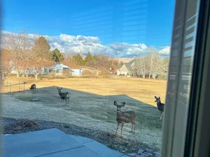 View from inside a house of four deer on a big grassy area