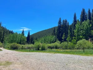 Evergreen forest in Bailey, Colorado
