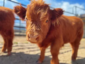 Portrait of a baby cow with long, brown hair