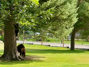 A mama black bear keeps lookout while her cub climbs down a tree