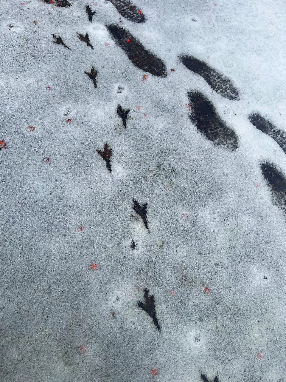 Footprints of a bird and small human intersecting at an angle