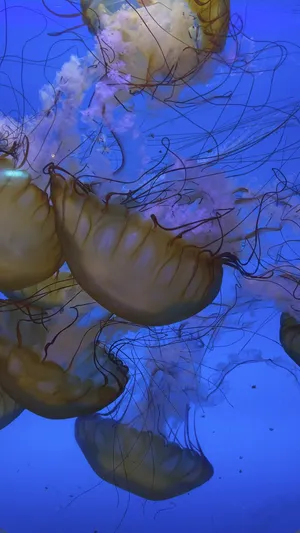 A smack of jellyfish against a sky blue backdrop in a tank