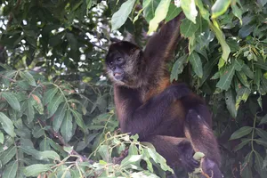Spider monkey in a tree on monkey island, Lake Nicaragua