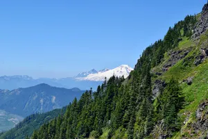 Steep mountain slope with evergreens and a snow capped peak in the distance