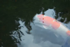 Pond surface with Koi and reflection of the sky