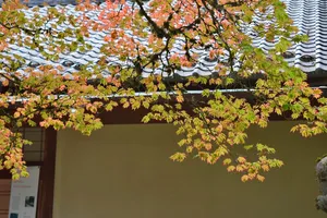 Colorful tree leaves hanging in front of Japanese garden temple
